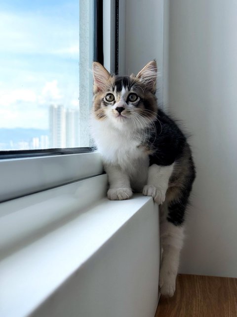 Willow - Domestic Medium Hair Cat