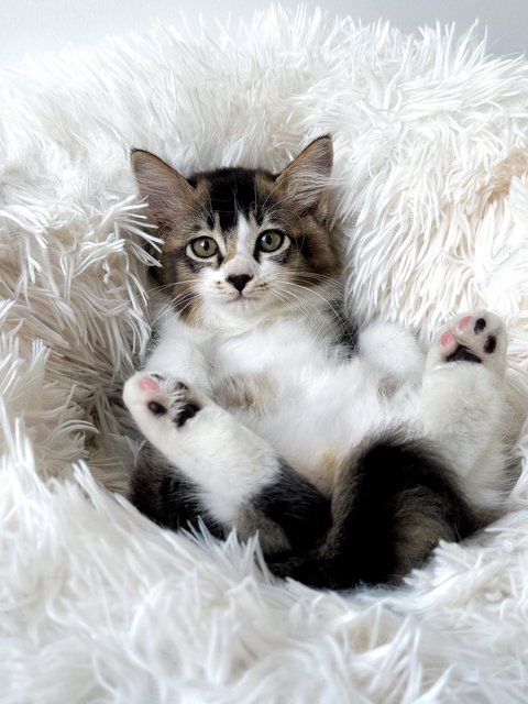 Willow - Domestic Medium Hair Cat