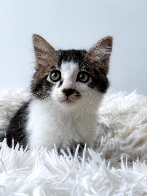 Spike - Domestic Medium Hair Cat