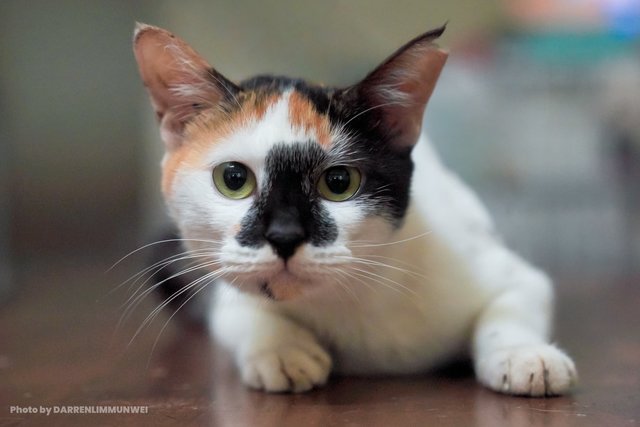 Lucy Lou - Domestic Short Hair Cat