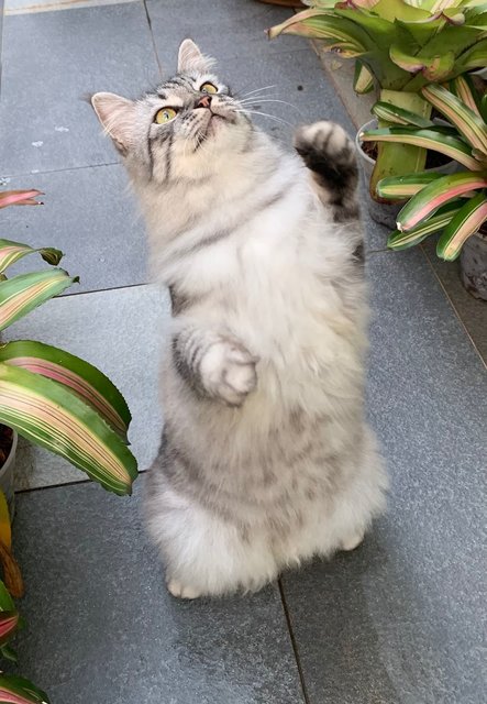 PF144282 - Ragamuffin Cat
