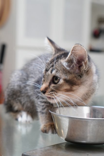 Hachiko - Domestic Medium Hair Cat