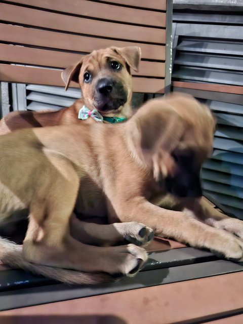 Leo (No Collar) - Mixed Breed Dog