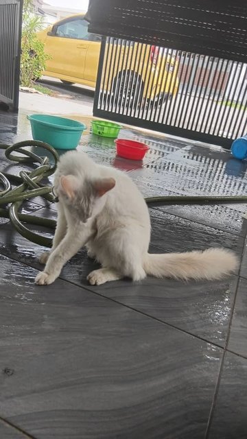 Sugar - Domestic Medium Hair Cat