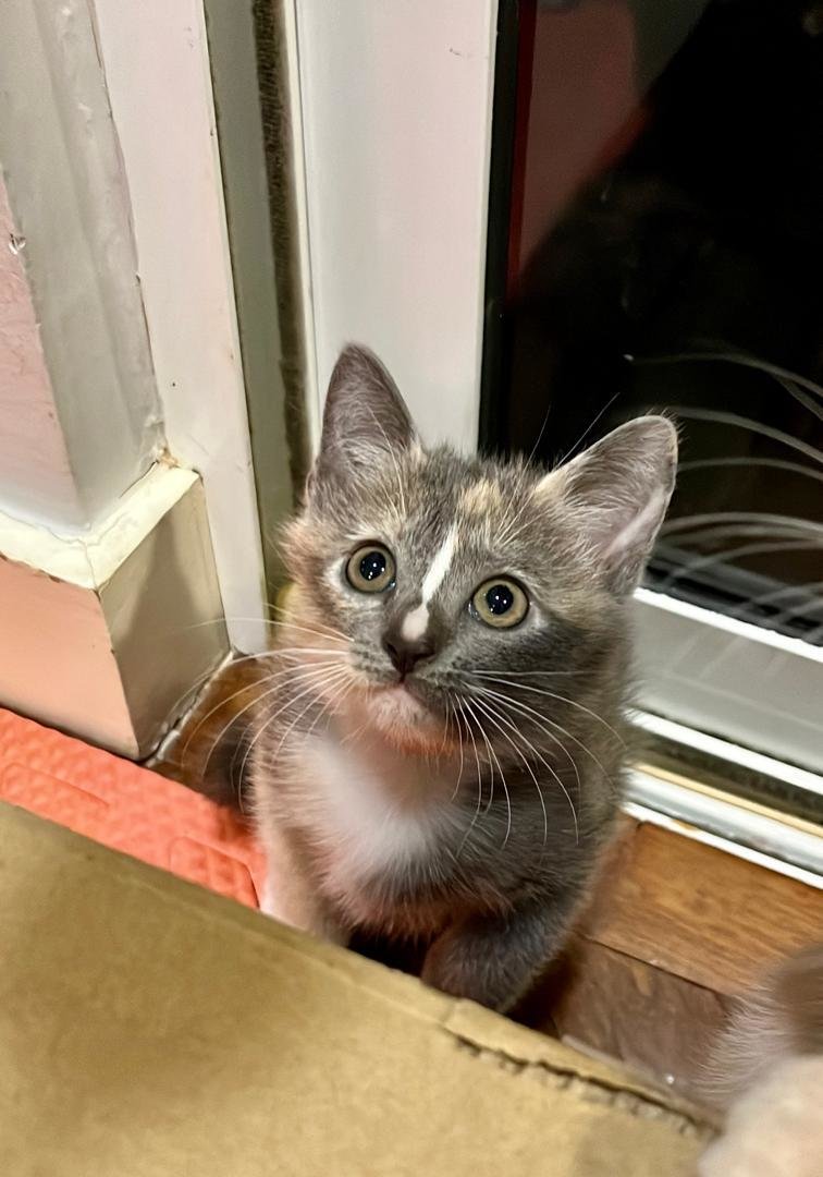Hana Free Adopted - Calico Cat