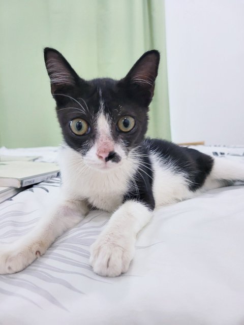 Adol - Domestic Short Hair Cat