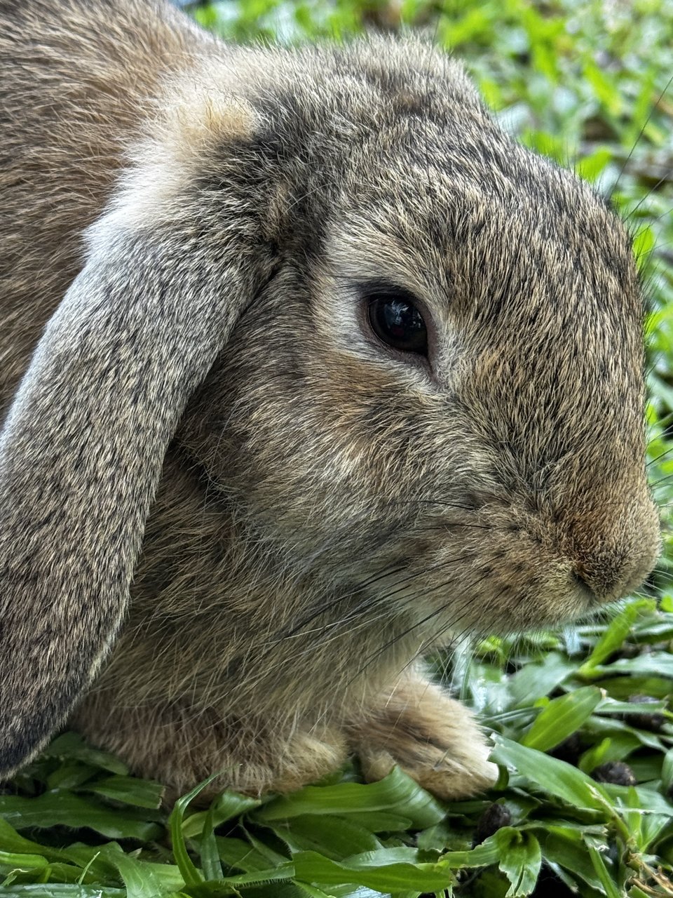 Little Brown Nuts  - Holland Lop Rabbit