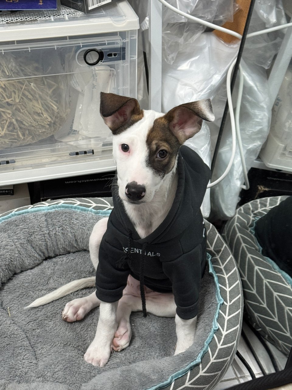 Nini Cooper - Jack Russell Terrier Dog