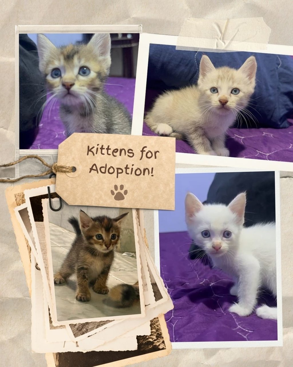 Kitties Adopted! - Domestic Medium Hair Cat