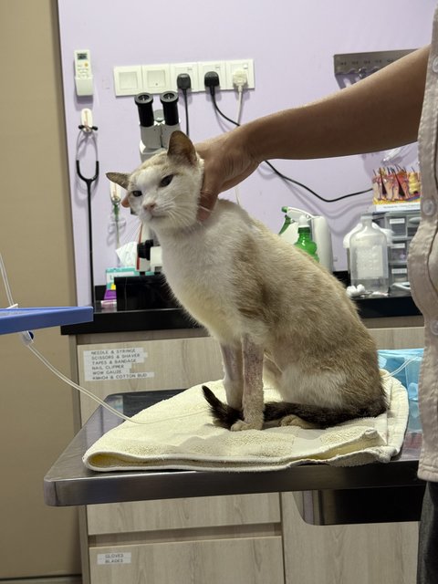 Sweetie Pie - Domestic Short Hair Cat