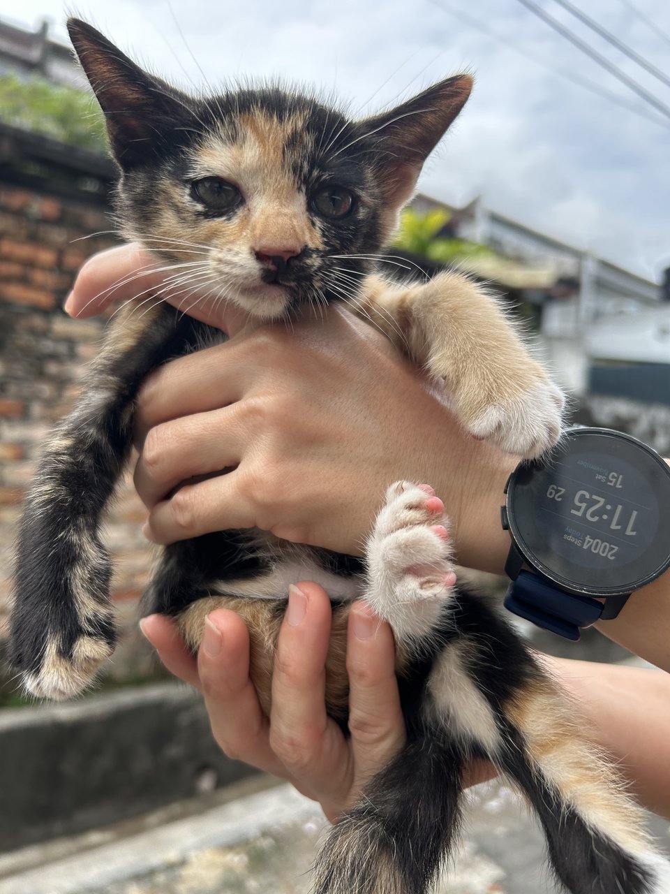 Comoot - Domestic Short Hair Cat