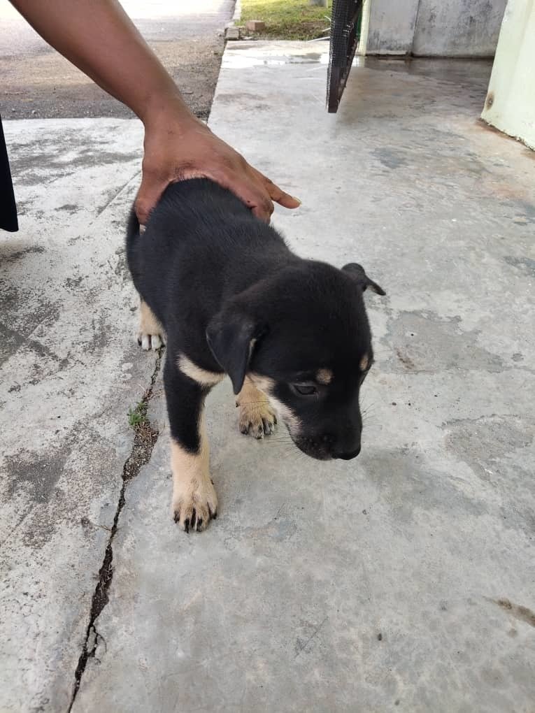 Jesfer - Mixed Breed Dog