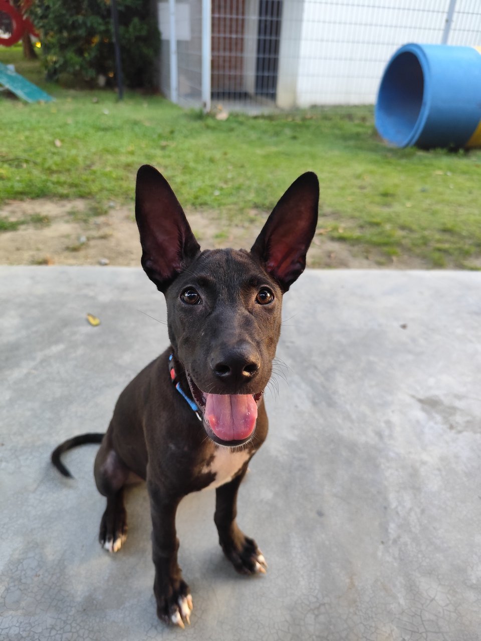 Snoopy  - Mixed Breed Dog