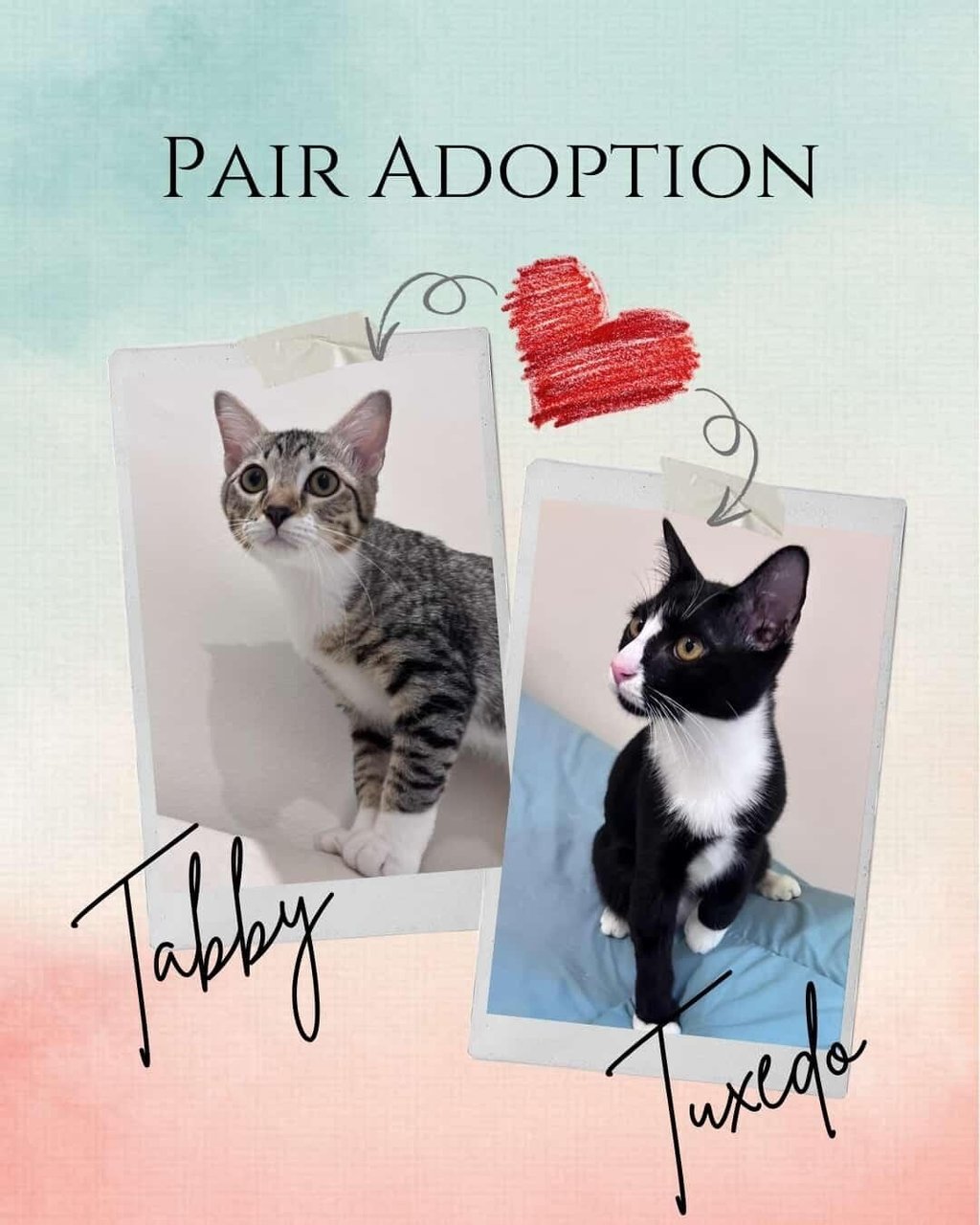 Tabby &amp; Toffee - Tabby + Tuxedo Cat