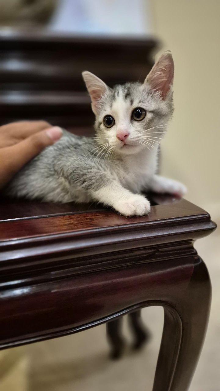 Nelly - Domestic Medium Hair Cat