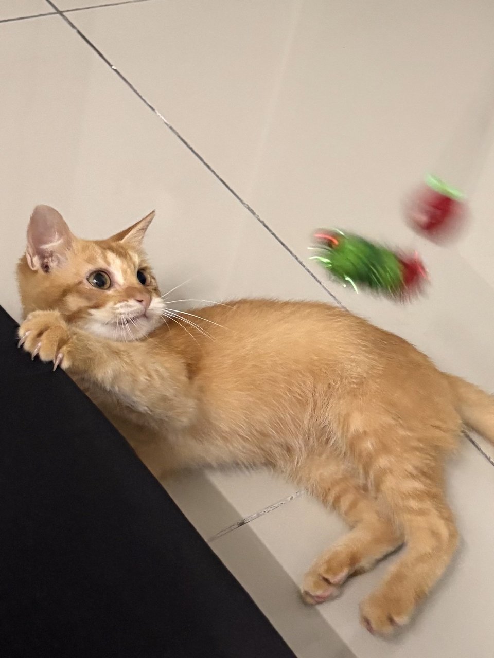 Levi - Domestic Medium Hair Cat