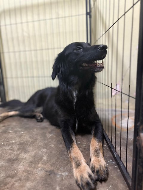 Leo , Jesfer - Mixed Breed Dog