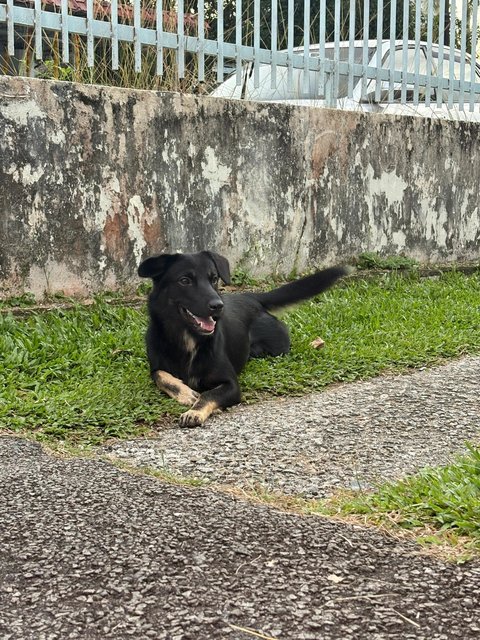 Leo , Jesfer - Mixed Breed Dog