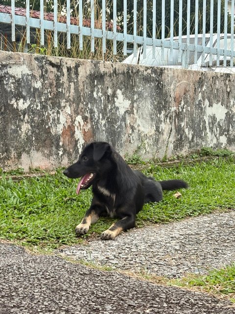 Leo , Jesfer - Mixed Breed Dog