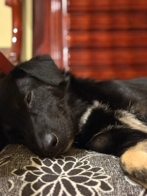 Leo , Jesfer - Mixed Breed Dog