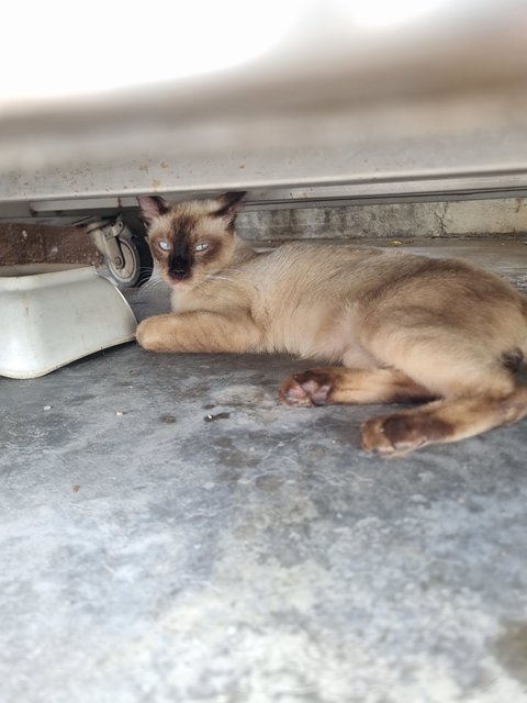 Richie - Siamese Cat
