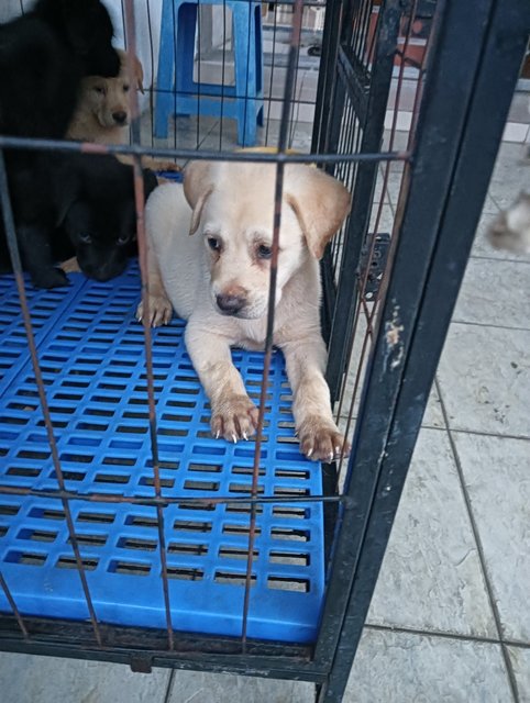 Creamy - Mixed Breed Dog
