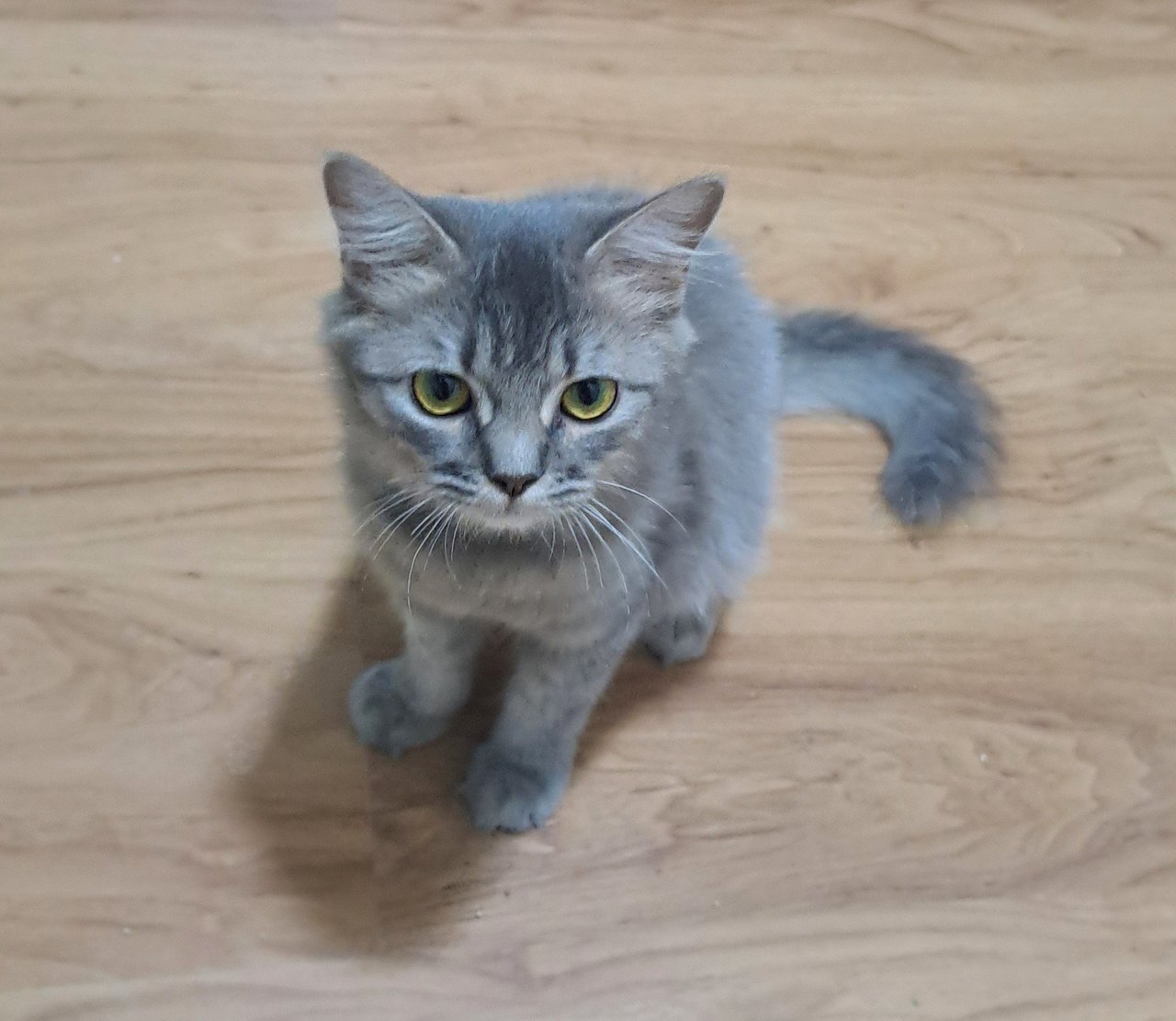Annie - Domestic Medium Hair Cat