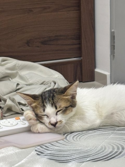 Mimi - Domestic Short Hair Cat