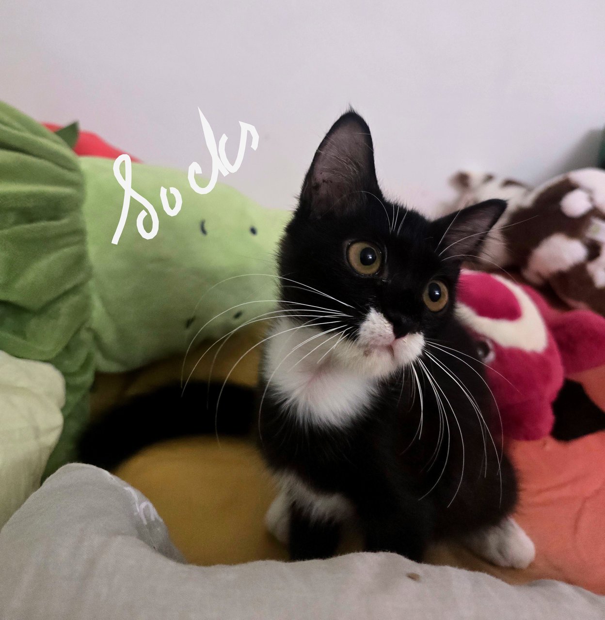 Panda &amp; Socks - Domestic Medium Hair + Domestic Short Hair Cat