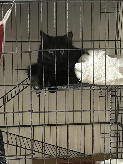 Shin Ramyun Black - Domestic Medium Hair + Persian Cat