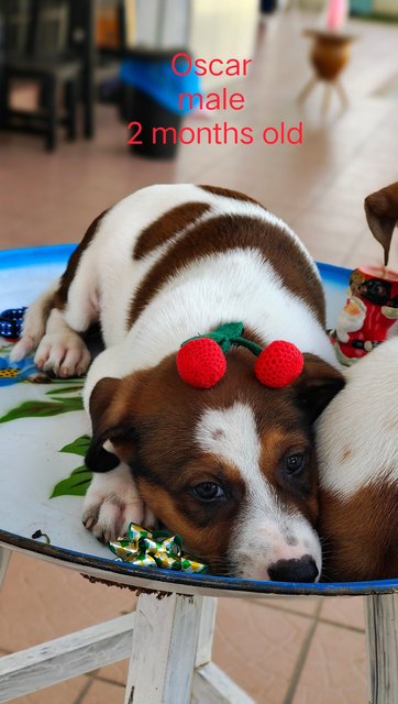 Simba - Mixed Breed Dog