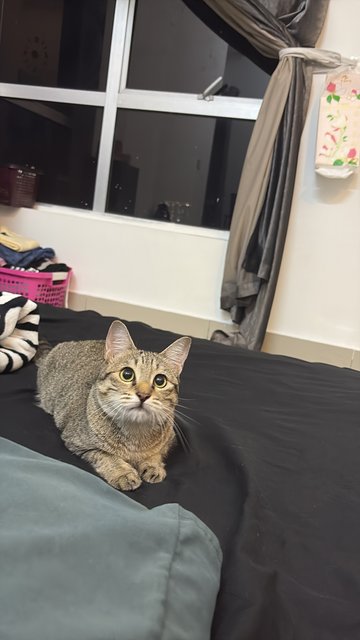Lo-fi - Tabby Cat