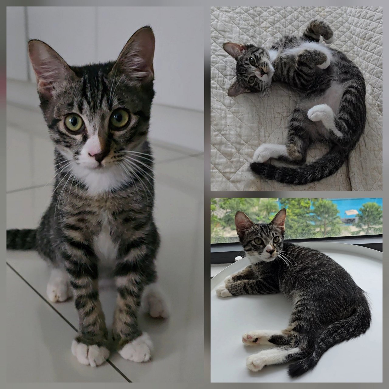Ethan - Domestic Short Hair Cat