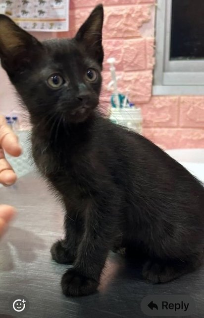 Blackie - Domestic Short Hair Cat