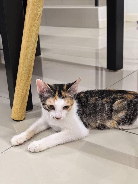 Flower - Domestic Short Hair Cat