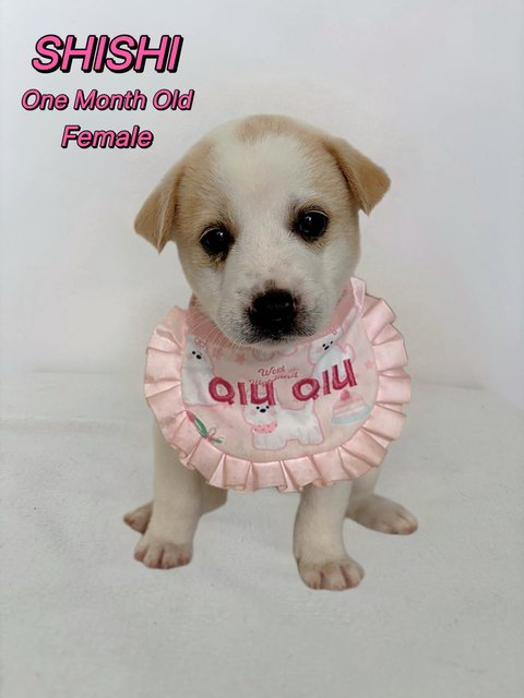 Seven Dwarfs - Mixed Breed Dog