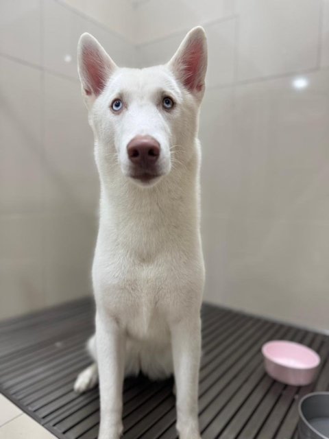 Darling - Husky Dog