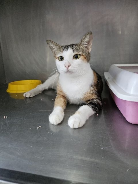 Callie (20/12/2025)