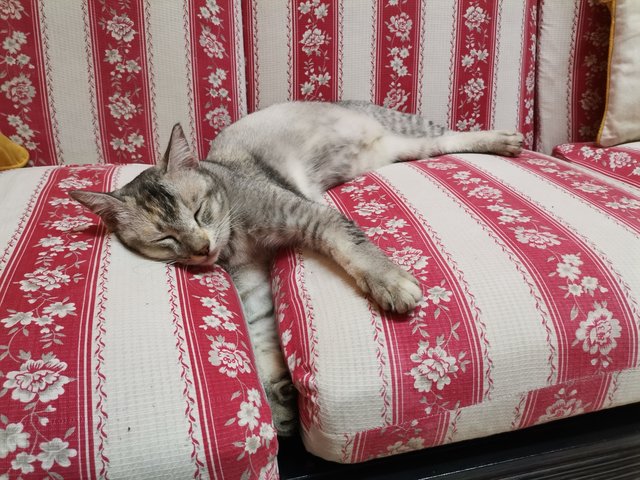 Silver - Domestic Short Hair + Silver Cat