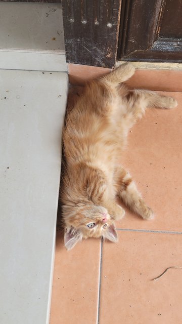 Lou - Maine Coon + Tabby Cat