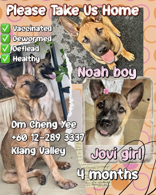Noah  - Mixed Breed Dog
