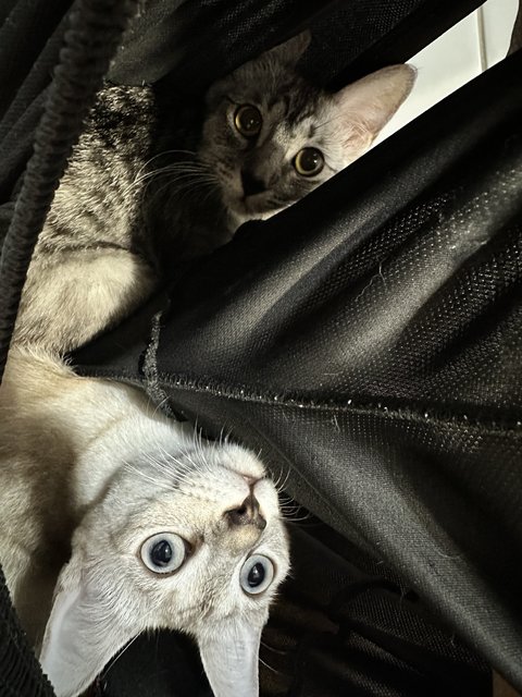 Siamee &amp; Greyo - Domestic Short Hair Cat