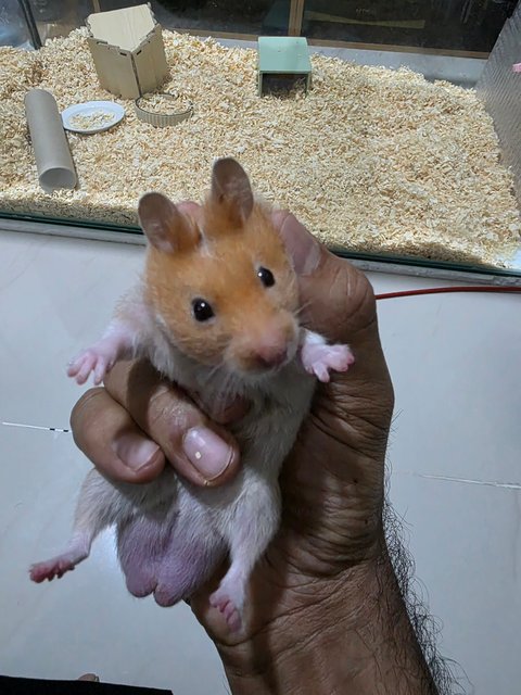 Syrian Hamster - Syrian / Golden Hamster Hamster