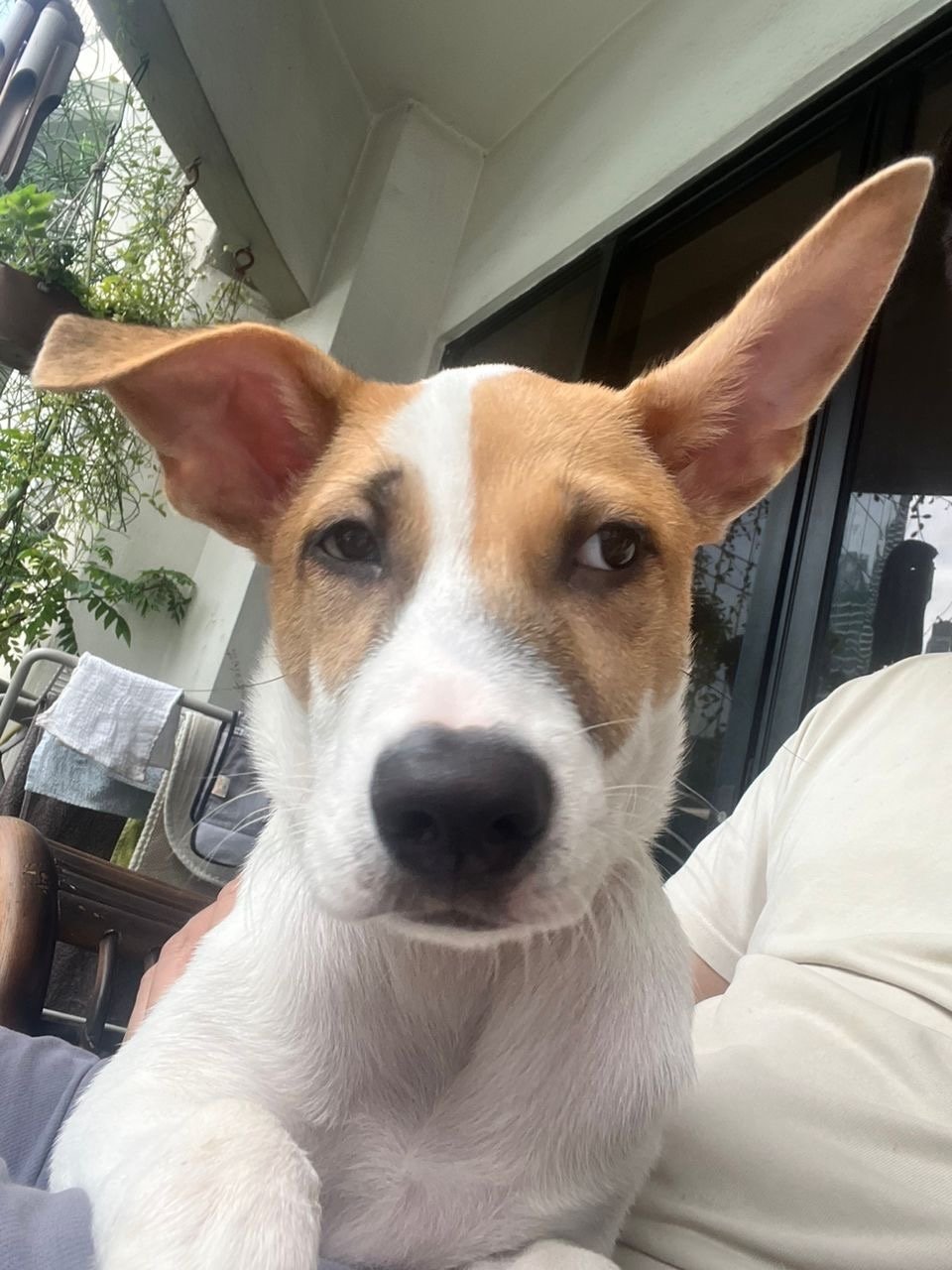Boo Boo - Mixed Breed Dog