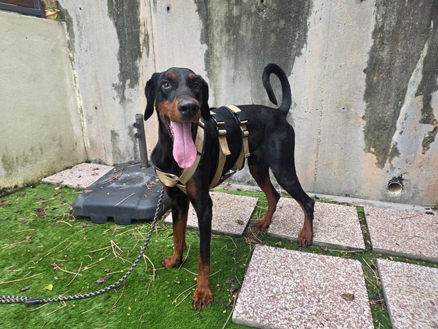 Secret - Doberman Dog