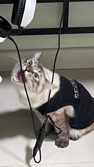 Juno, Bruno - Domestic Short Hair + Domestic Medium Hair Cat