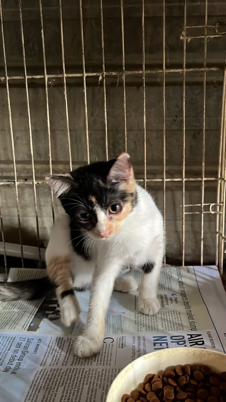PF144944 - Domestic Short Hair Cat