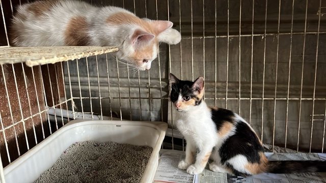 PF144944 - Domestic Short Hair Cat