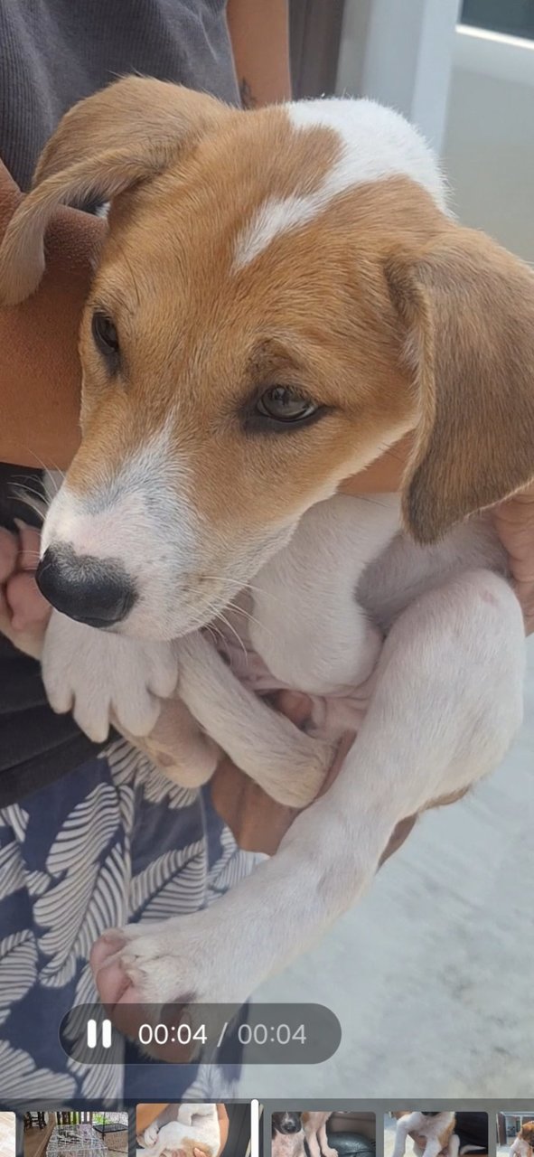 Parson Russel  Terrier  Mixed - Jack Russell Terrier (Parson Russell Terrier) Dog