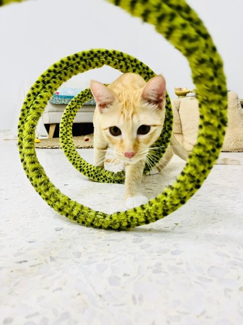 Ginger &amp; Mott - Domestic Short Hair Cat